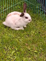 Konijntjes, Dieren en Toebehoren, Konijnen, Mannelijk, Hangoor