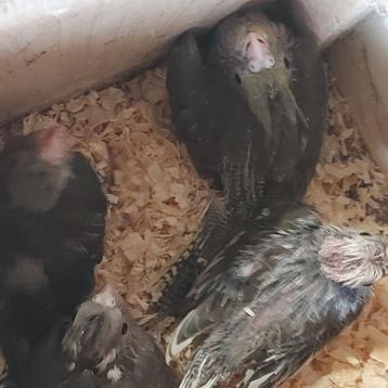 4 jonge valkparkieten beschikbaar voor biedingen