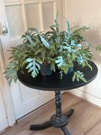 4 kleinere zinkvarens. Bij elkaar 1 grote!, Ophalen, Overige soorten, Minder dan 100 cm