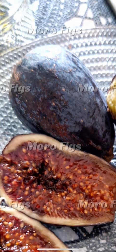 Vijgenboompje Ghadanne uit Marokko, Tuin en Terras, Planten | Fruitbomen, Vijgenboom, Minder dan 100 cm, Volle zon, Lente, In pot