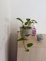 Pothos plant in pot, Huis en Inrichting, Woonaccessoires | Zuilen en Pilaren, Ophalen, Gebruikt