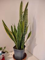 Sansevieria 85cm, Huis en Inrichting, Kamerplanten, Ophalen, Overige soorten, Halfschaduw, In pot