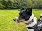 🐶Ter dekking aangeboden prachtige Boerenfox reu🐶, Rabiës (hondsdolheid), Reu, Eén hond, 3 tot 5 jaar