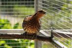 Indische bergbamboe, Dieren en Toebehoren, Vogels | Overige Vogels, Meerdere dieren, Tropenvogel, Geringd