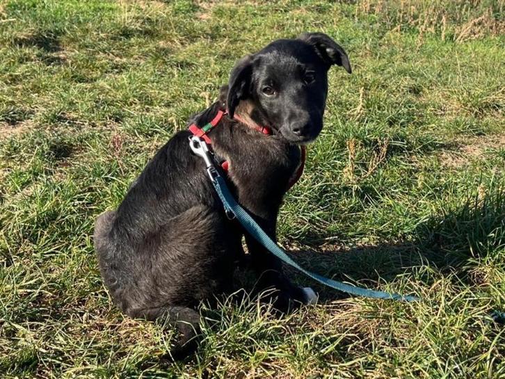 Pup Paul, een lief, vrolijk en blij knulletje, Dieren en Toebehoren, Honden | Niet-rashonden, Middel, Reu, Particulier, Eén hond