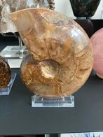 Grote Ammoniet Fossiel, Verzamelen, Mineralen en Fossielen, Ophalen of Verzenden, Fossiel
