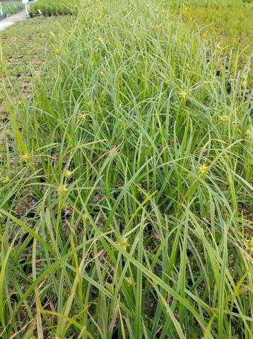 Carex Grayi, siergrassen planten p9 beschikbaar voor biedingen