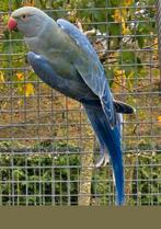 Halsbandparkiet pop split witkopwitstaart, Dieren en Toebehoren, Vrouwelijk, Parkiet, Geringd