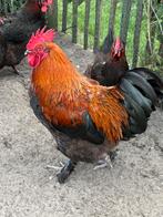 Jonge marans hanen beschikbaar (5x) uit donker ei, Dieren en Toebehoren, Mannelijk, Kip