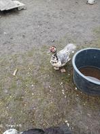 Muskuseend, Meerdere dieren, Kip