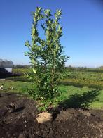 Prunus laur. Rotundifolia ( Laurier ), Vaste plant, Bloeit niet, Halfschaduw, Ophalen