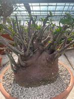 Caudex Adenia Spinosa uit Zuid Afrika 30cm schaal., Overige soorten, Ophalen of Verzenden, In pot, Minder dan 100 cm