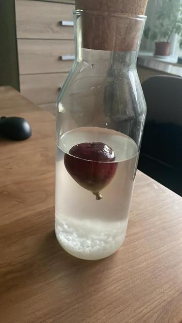 Waterkefir korrels beschikbaar voor biedingen