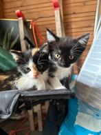 Nestje kittens, Dieren en Toebehoren, Katten en Kittens | Overige Katten, Meerdere dieren