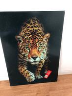 Plexiglas luipaard poster glas 50x70 cm nieuw, Huis en Inrichting, Woonaccessoires | Schilderijen, Tekeningen en Foto's, Nieuw