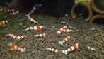 Cristal red garnalen, Dieren en Toebehoren, Vissen | Aquariumvissen, Kreeft, Krab of Garnaal, Zoetwatervis, Schoolvis