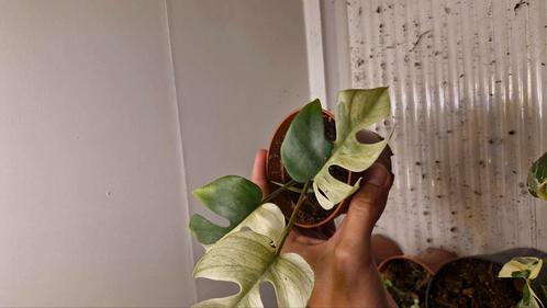 Rhaphidophora tetrasperma white monster, Huis en Inrichting, Kamerplanten, Minder dan 100 cm, Halfschaduw, Ophalen of Verzenden