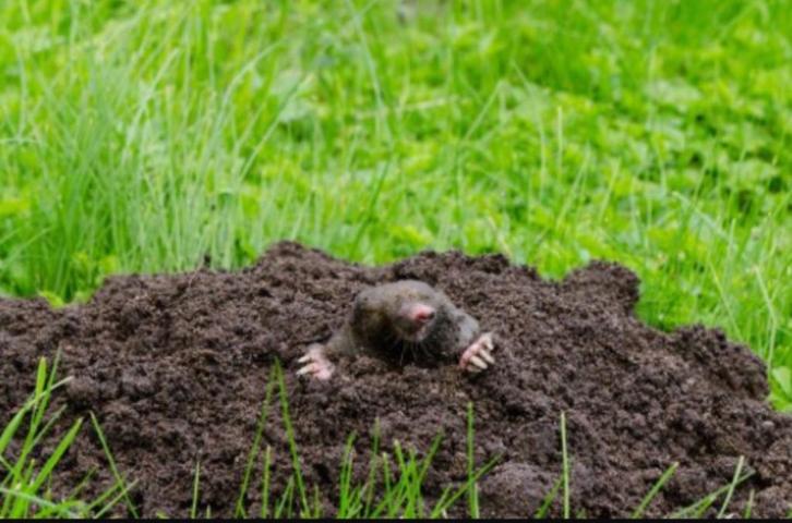 Mollenvanger, Diensten en Vakmensen, Ongediertebestrijding, Mollen of Woelratten