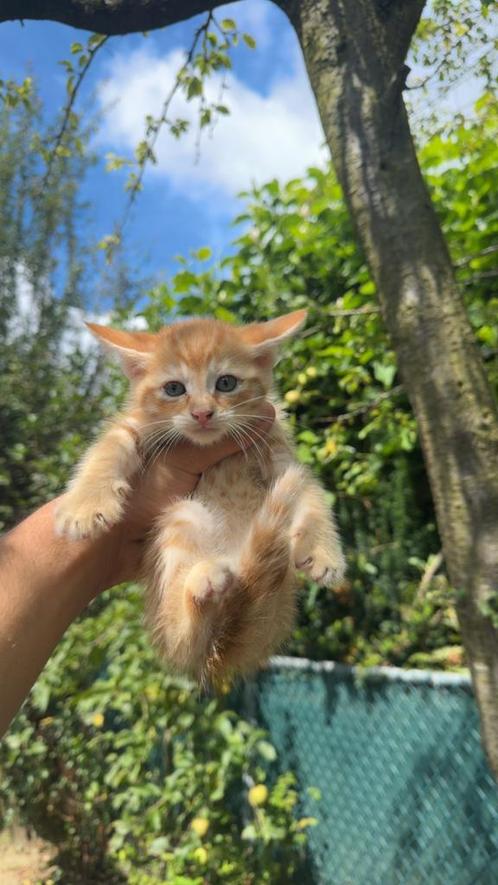 5 mooie kittens te koop!!, Dieren en Toebehoren, Katten en Kittens | Raskatten | Langhaar, Meerdere dieren, 0 tot 2 jaar, Ontwormd