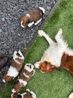 Kooiker, Nederland, Overige rassen, 8 tot 15 weken, CDV (hondenziekte)