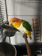 Roestop caique, Dieren en Toebehoren, Vogels | Parkieten en Papegaaien, Geslacht onbekend, Papegaai