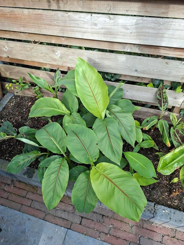 Musa basjoo vanaf 10 euro, Tuin en Terras, Planten | Tuinplanten, Overige soorten, Halfschaduw, Zomer, Ophalen of Verzenden