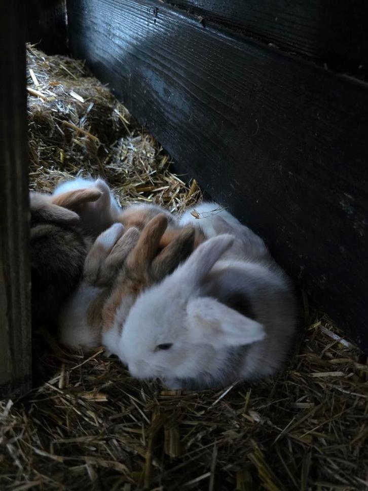 Teddy dwerg baby konijntjes, Dieren en Toebehoren, Konijnen, Dwerg, Meerdere dieren
