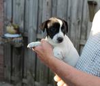 Jack Russel pups, Dieren en Toebehoren, Honden | Jack Russells en Terriërs, Rabiës (hondsdolheid), Jack Russell Terriër, 8 tot 15 weken