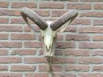 Mooie Moeflon Schedel van NP de Hoge Veluwe Jacht Mancave d3, Ophalen, Wild dier, Schedel