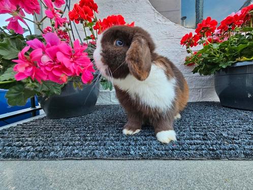 Verwacht minilops minilop, Dieren en Toebehoren, Konijnen, Dwerg, Meerdere dieren