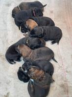 Berner senner x leonberger x newfoundlander x D.H. puppy’s, Dieren en Toebehoren, Honden | Niet-rashonden, 8 tot 15 weken, Groot