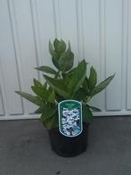 Hortensia hydrangea mar libelle, Tuin en Terras, Planten | Tuinplanten, Vaste plant, Halfschaduw, Zomer, Ophalen