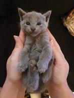 Blauwe Rus kittens met Stamboom., Dieren en Toebehoren, Katten en Kittens | Raskatten | Korthaar, Poes, Gechipt, 0 tot 2 jaar