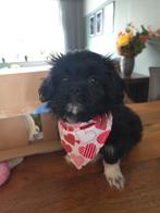 Shih Tzu mix malteser pup (6 mnd) zoekt liefdevol thuis, Rabiës (hondsdolheid), 15 weken tot 1 jaar, Teef, Eén hond