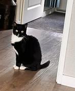 Poes, Dieren en Toebehoren, Katten en Kittens | Overige Katten, Poes, Kortharig, 6 jaar of ouder