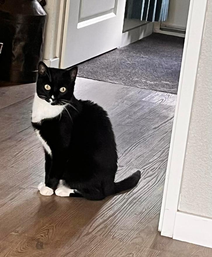 Poes, Dieren en Toebehoren, Katten en Kittens | Overige Katten, Kortharig, Poes, 6 jaar of ouder