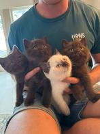 Britse korthaar kittens - cinnamon en point 🐾, Dieren en Toebehoren, Katten en Kittens | Raskatten | Korthaar, Meerdere dieren