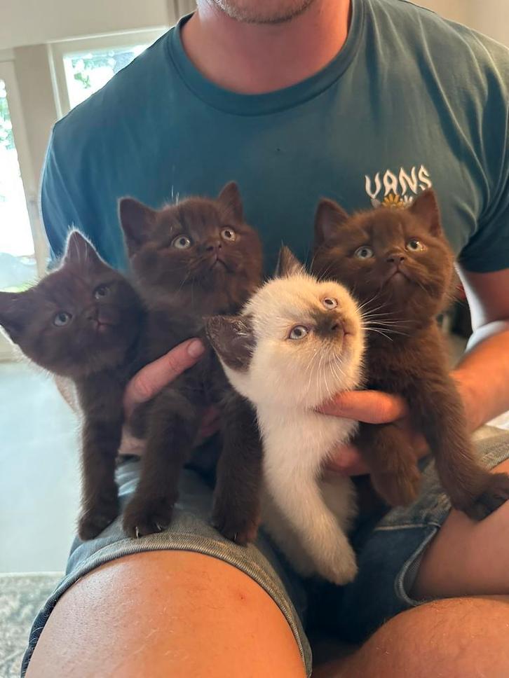 Britse korthaar kittens - cinnamon en point 🐾, Dieren en Toebehoren, Katten en Kittens | Raskatten | Korthaar, Meerdere dieren