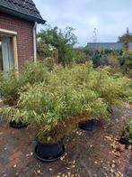 Fargesia Rufa Bamboe - Prachtige Tuinplant!, Ophalen, Vaste plant, Siergrassen, Bloeit niet