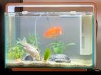 Superfish Home 65 wit aquarium, Dieren en Toebehoren, Vissen | Aquaria en Toebehoren, Ophalen, Gebruikt, Leeg aquarium