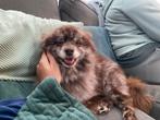 Prachtige lieve pomeriaan (reu), Dieren en Toebehoren, Keeshond, Reu, Parvo, Eén hond