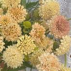 Scabiosa Fata Morgana  zaden, Tuin en Terras, Ophalen of Verzenden, Voorjaar, Volle zon, Zaad