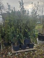 Hulsten (150-200cm), Ophalen, Vaste plant, Overige soorten, Halfschaduw