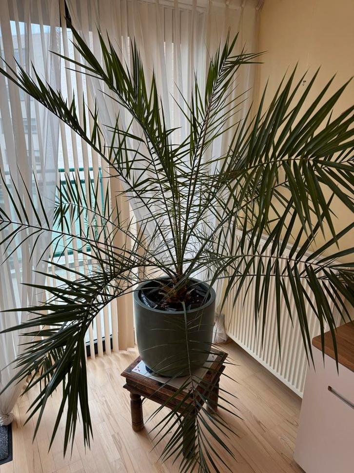 Phoenix Canariensis Dadelpalm met Pot, Huis en Inrichting, Kamerplanten, Palm, 150 tot 200 cm, Groene kamerplant, Volle zon, In pot