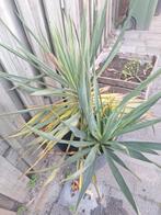 Yucca twee keer, Ophalen, Zomer, Overige soorten, Volle zon