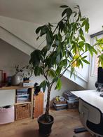 Geldboompje (Pachira Aquatica) in pot, Ophalen, In pot, Halfschaduw, 150 tot 200 cm