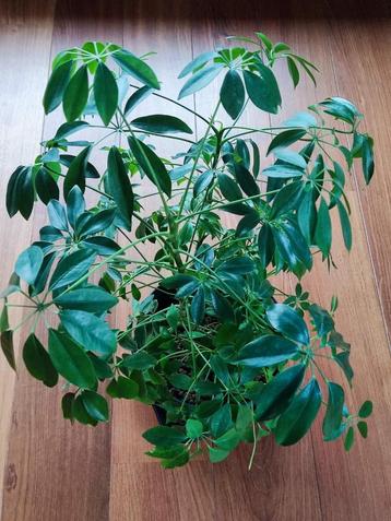 Schefflera kamerplant beschikbaar voor biedingen