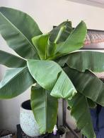 Grote bananenboom te koop, Huis en Inrichting, Kamerplanten, Fruitplant, 100 tot 150 cm, Halfschaduw, In pot