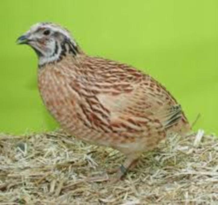 Japanse Kwartels......, Dieren en Toebehoren, Pluimvee, Kip, Vrouwelijk