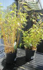 Bamboe Fargesia, Tuin en Terras, Ophalen, Volle zon, Vaste plant, Siergrassen